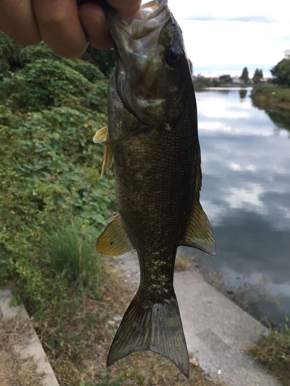 スモールマウスバス