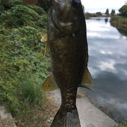 スモールマウスバス