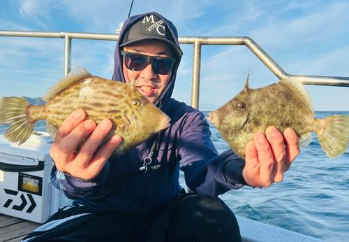 カワハギの釣果