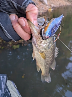 ラージマウスバスの釣果