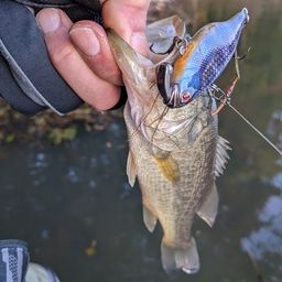 ラージマウスバス