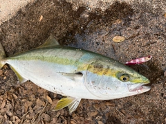 メジロの釣果