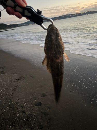 マゴチの釣果