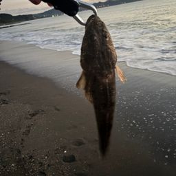 マゴチ