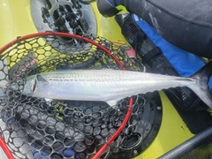 サワラの釣果