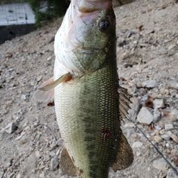 ブラックバス