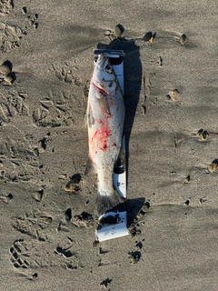 セイゴ(ヒラスズキ)の釣果