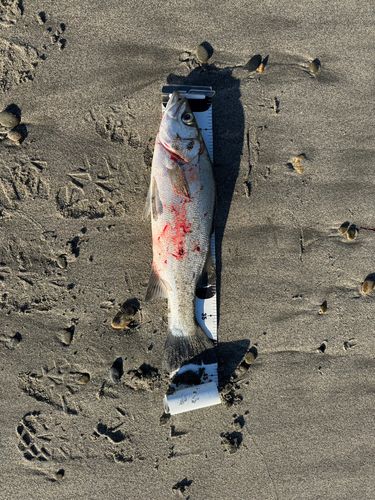 セイゴ(ヒラスズキ)の釣果