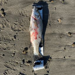 セイゴ(ヒラスズキ)