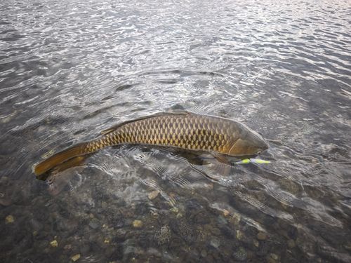 コイの釣果