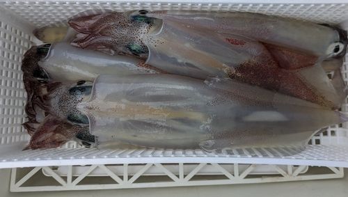 ヤリイカの釣果