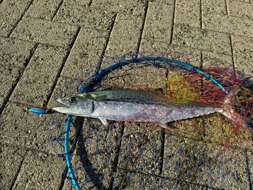 シーサイドコスモ釣り解放区