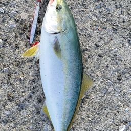ヤズ
