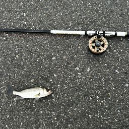 フッコ(マルスズキ)