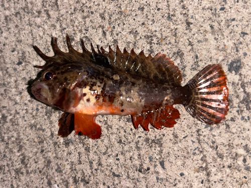 ハオコゼの釣果