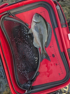 オナガグレの釣果