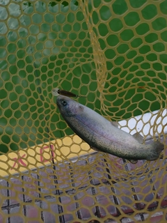 ニジマスの釣果