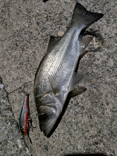 セイゴ（ヒラスズキ）の釣果