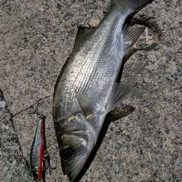 セイゴ(ヒラスズキ)