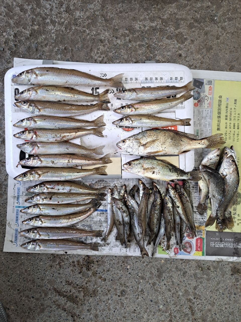 DAIWA 18キャスティズム T 18号-385・Vの最安値・インプレ・釣果