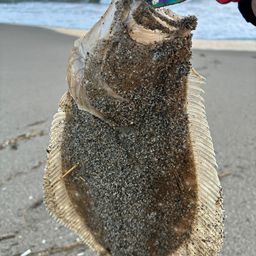 ヒラメ