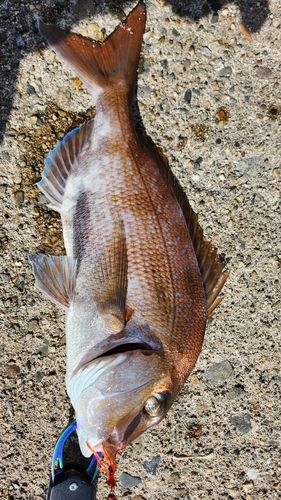 マダイの釣果