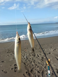 シロギスの釣果