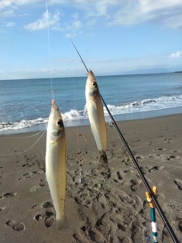 シロギスの釣果