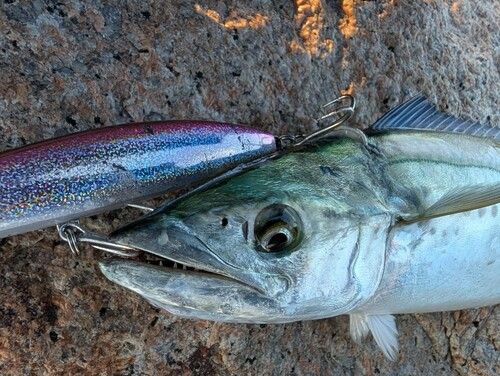 サゴシの釣果