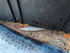 イワシの釣果