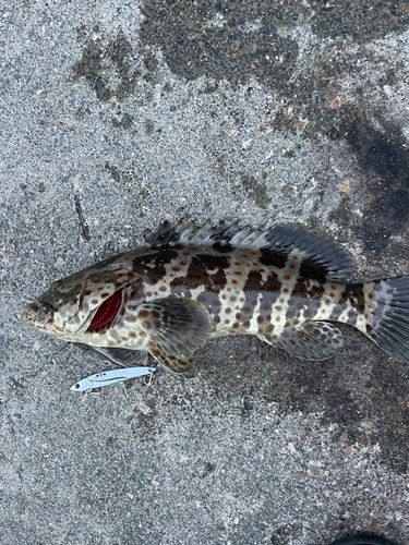 オオモンハタの釣果