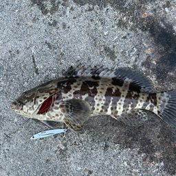 オオモンハタ