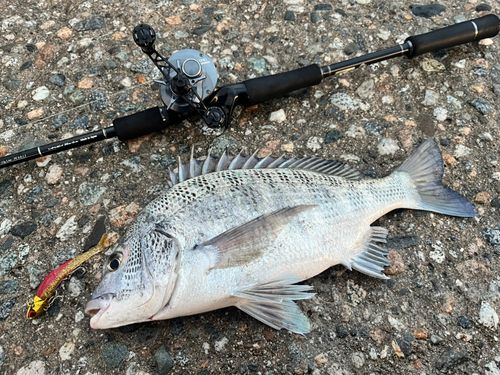 チヌの釣果