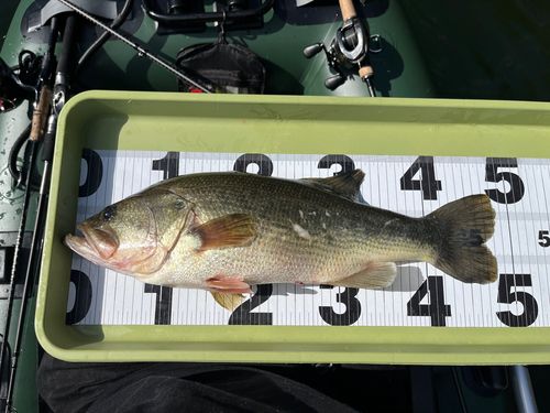 ブラックバスの釣果