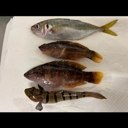 アジ