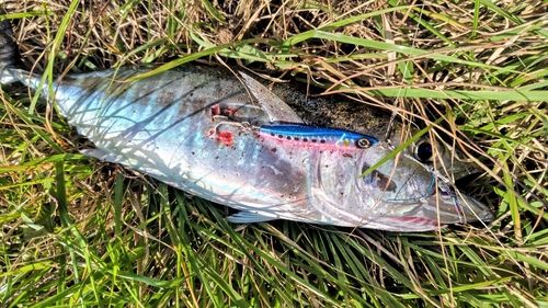 ヒラソウダの釣果