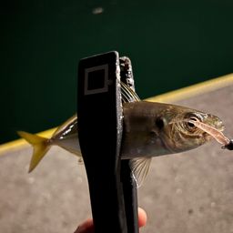 アジ