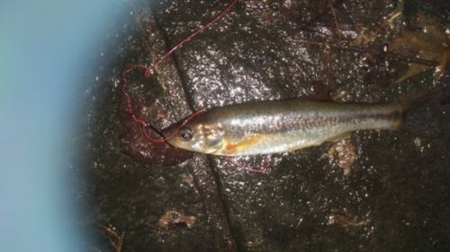 アブラハヤの釣果