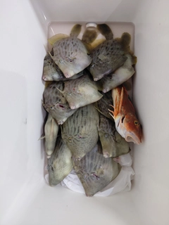 カワハギの釣果