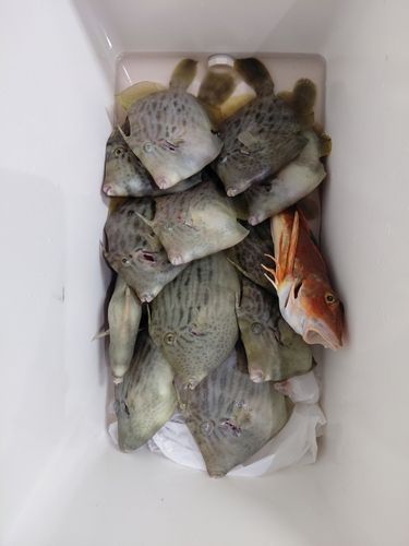 カワハギの釣果