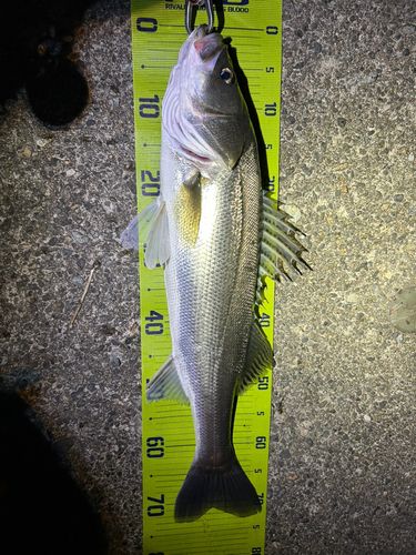 シーバスの釣果