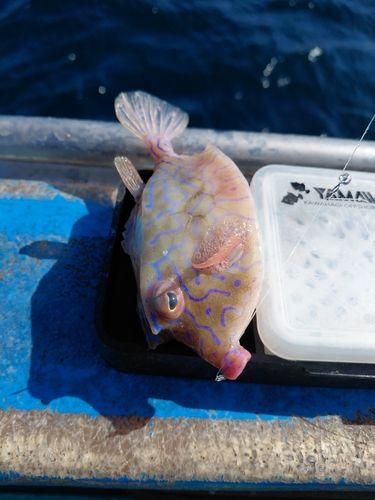 ハコフグの釣果