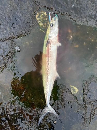 サゴシの釣果