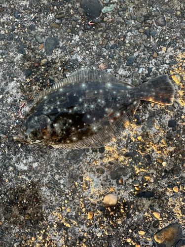 ソゲの釣果