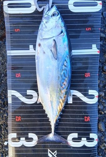 スマガツオの釣果