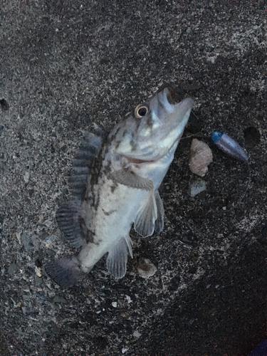 クロソイの釣果