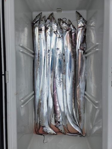 タチウオの釣果