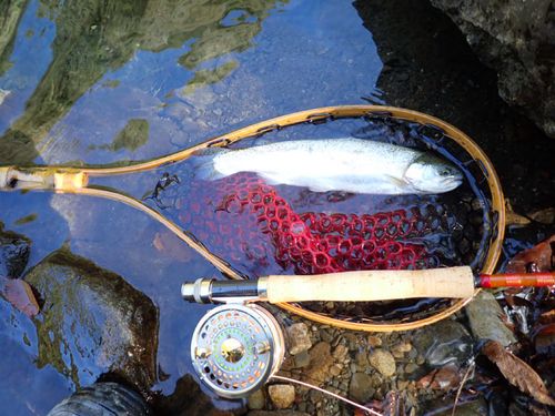 ニジマスの釣果