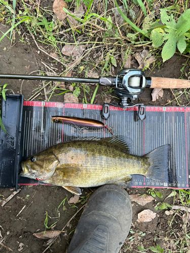 スモールマウスバスの釣果