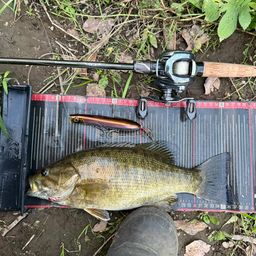 スモールマウスバス